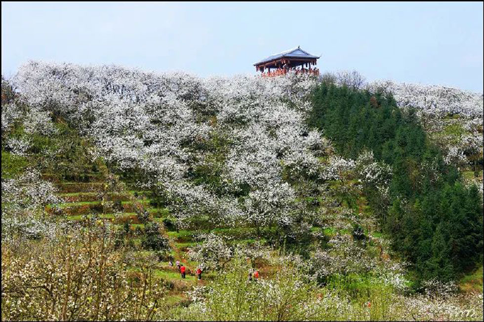 【春天，广西桂林灌阳县向您发出邀请！】我们在灌阳看梨花 - 游山玩水 - 信阳生活社区 - 信阳28生活网 xy.28life.net