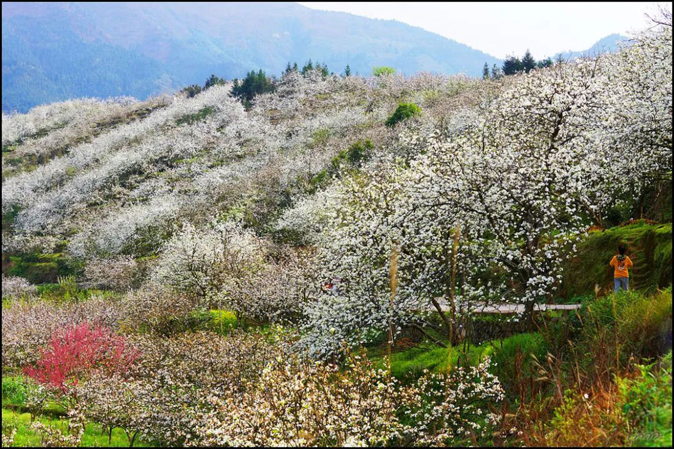 【春天，广西桂林灌阳县向您发出邀请！】我们在灌阳看梨花 - 游山玩水 - 信阳生活社区 - 信阳28生活网 xy.28life.net