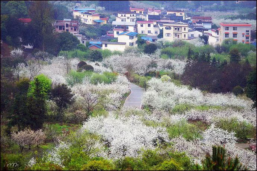【春天，广西桂林灌阳县向您发出邀请！】我们在灌阳看梨花 - 游山玩水 - 信阳生活社区 - 信阳28生活网 xy.28life.net