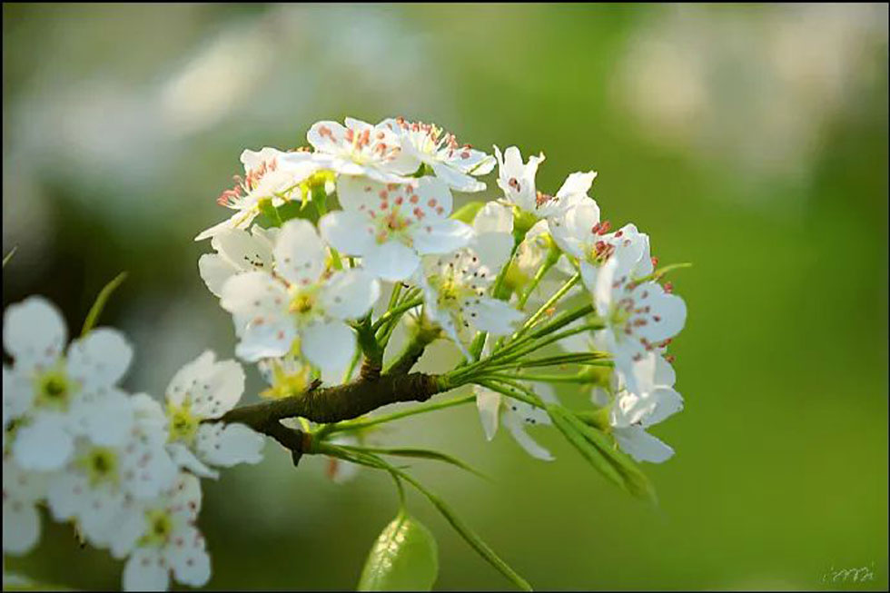 【春天，广西桂林灌阳县向您发出邀请！】我们在灌阳看梨花 - 游山玩水 - 信阳生活社区 - 信阳28生活网 xy.28life.net