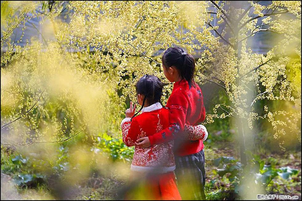 【春天，广西桂林灌阳县向您发出邀请！】米珠山前有片山苍子花在飘香 - 游山玩水 - 信阳生活社区 - 信阳28生活网 xy.28life.net