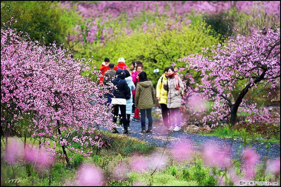 【春天，广西桂林灌阳县向您发出邀请！】官庄村有个醉美的桃花园 - 游山玩水 - 信阳生活社区 - 信阳28生活网 xy.28life.net