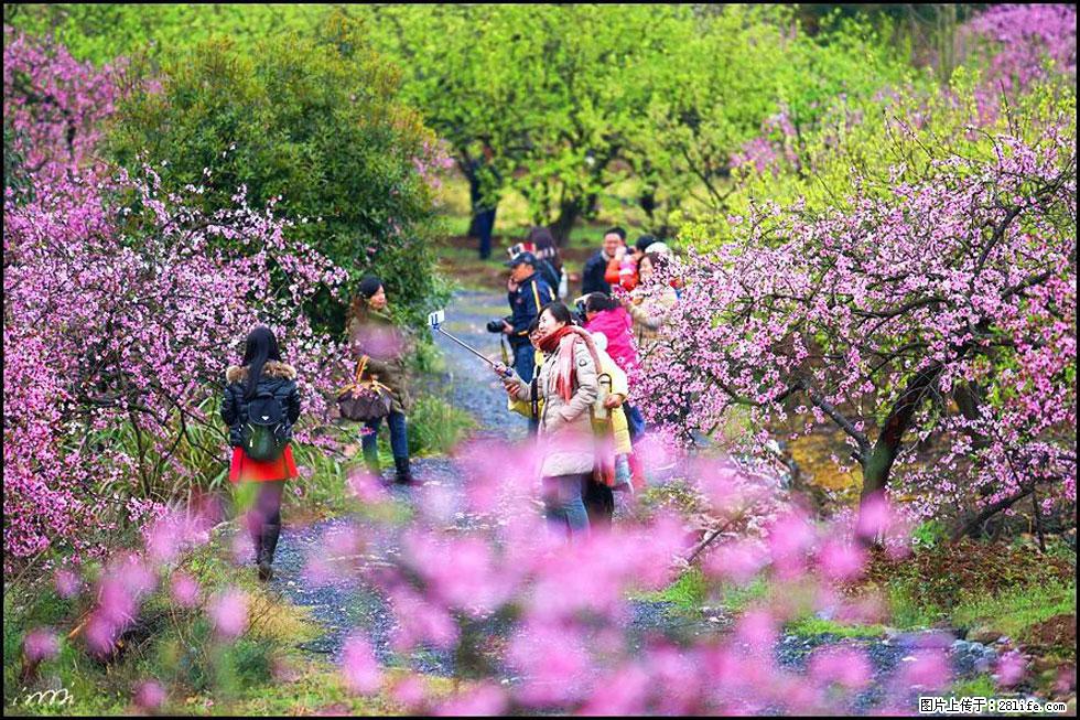 【春天，广西桂林灌阳县向您发出邀请！】官庄村有个醉美的桃花园 - 游山玩水 - 信阳生活社区 - 信阳28生活网 xy.28life.net