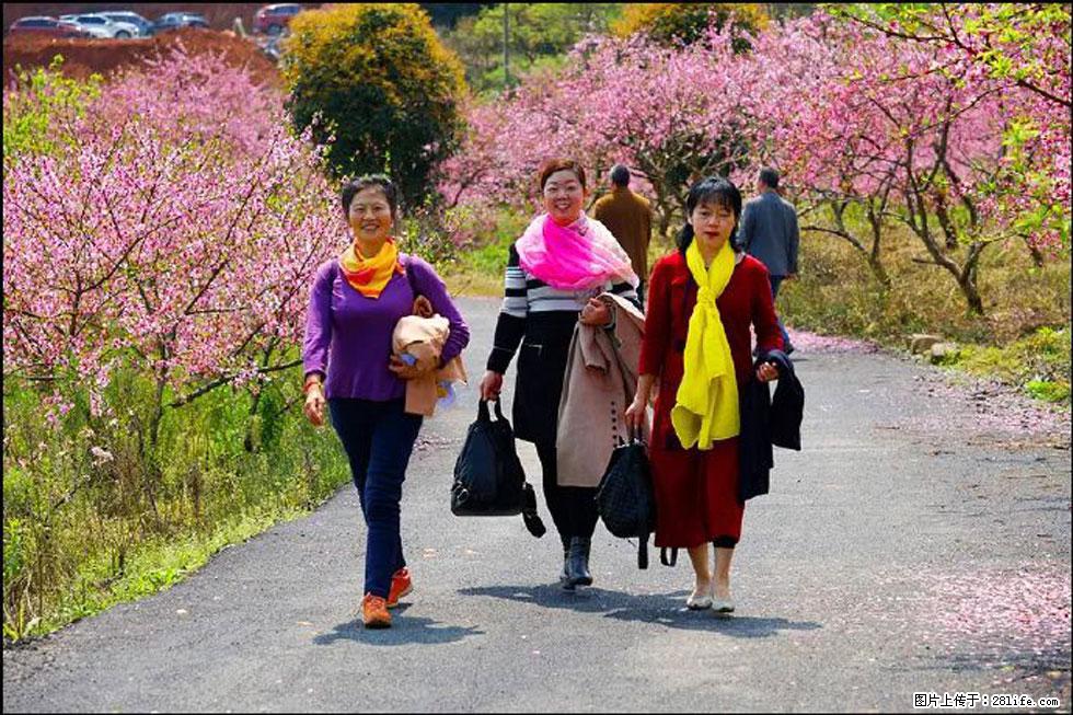 【春天，广西桂林灌阳县向您发出邀请！】官庄村有个醉美的桃花园 - 游山玩水 - 信阳生活社区 - 信阳28生活网 xy.28life.net