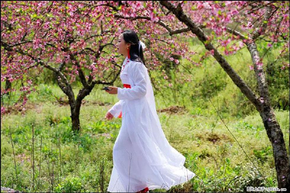 【春天，广西桂林灌阳县向您发出邀请！】官庄村有个醉美的桃花园 - 游山玩水 - 信阳生活社区 - 信阳28生活网 xy.28life.net