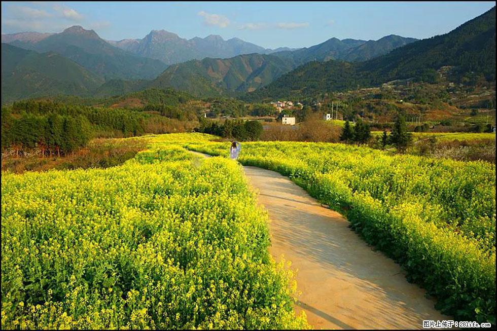 【春天，广西桂林灌阳县向您发出邀请！】长坪村油菜盛情花开 - 游山玩水 - 信阳生活社区 - 信阳28生活网 xy.28life.net