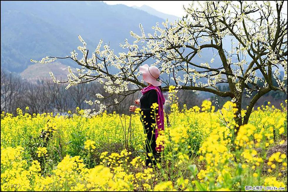 【春天，广西桂林灌阳县向您发出邀请！】长坪村油菜盛情花开 - 游山玩水 - 信阳生活社区 - 信阳28生活网 xy.28life.net