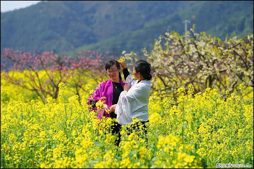 【春天，广西桂林灌阳县向您发出邀请！】长坪村油菜盛情花开 - 游山玩水 - 信阳生活社区 - 信阳28生活网 xy.28life.net