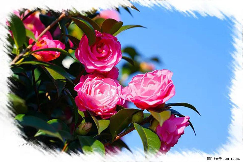 【春天，广西桂林灌阳县向您发出邀请！】杨柳井茶花惹人爱 - 游山玩水 - 信阳生活社区 - 信阳28生活网 xy.28life.net