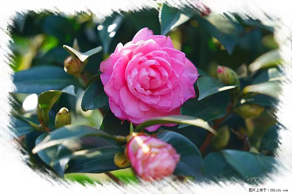【春天，广西桂林灌阳县向您发出邀请！】杨柳井茶花惹人爱 - 游山玩水 - 信阳生活社区 - 信阳28生活网 xy.28life.net