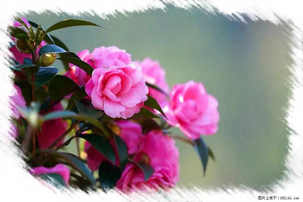 【春天，广西桂林灌阳县向您发出邀请！】杨柳井茶花惹人爱 - 游山玩水 - 信阳生活社区 - 信阳28生活网 xy.28life.net