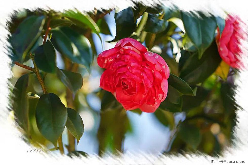 【春天，广西桂林灌阳县向您发出邀请！】杨柳井茶花惹人爱 - 游山玩水 - 信阳生活社区 - 信阳28生活网 xy.28life.net