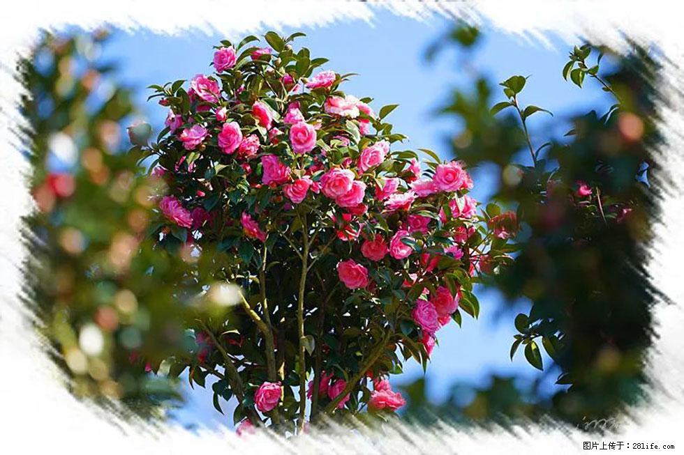 【春天，广西桂林灌阳县向您发出邀请！】杨柳井茶花惹人爱 - 游山玩水 - 信阳生活社区 - 信阳28生活网 xy.28life.net