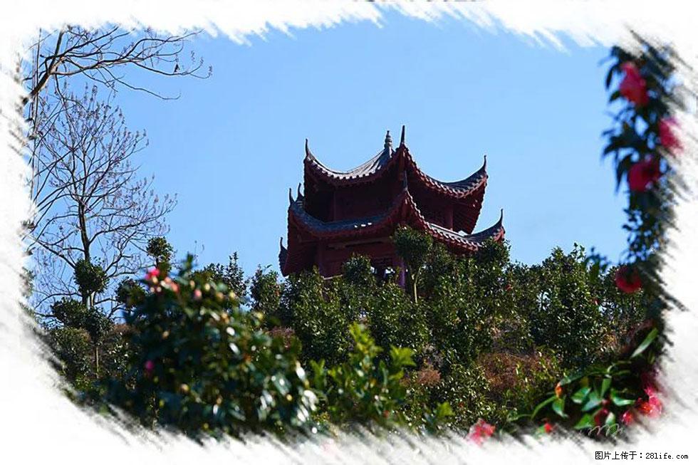 【春天，广西桂林灌阳县向您发出邀请！】杨柳井茶花惹人爱 - 游山玩水 - 信阳生活社区 - 信阳28生活网 xy.28life.net