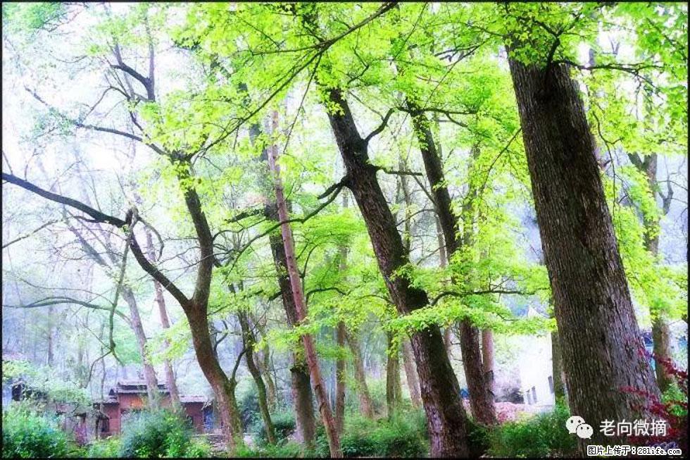 【春天，广西桂林灌阳县向您发出邀请！】在小龙村与春天约会 - 游山玩水 - 信阳生活社区 - 信阳28生活网 xy.28life.net