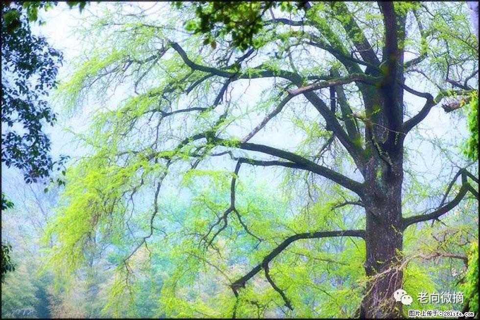 【春天，广西桂林灌阳县向您发出邀请！】在小龙村与春天约会 - 游山玩水 - 信阳生活社区 - 信阳28生活网 xy.28life.net