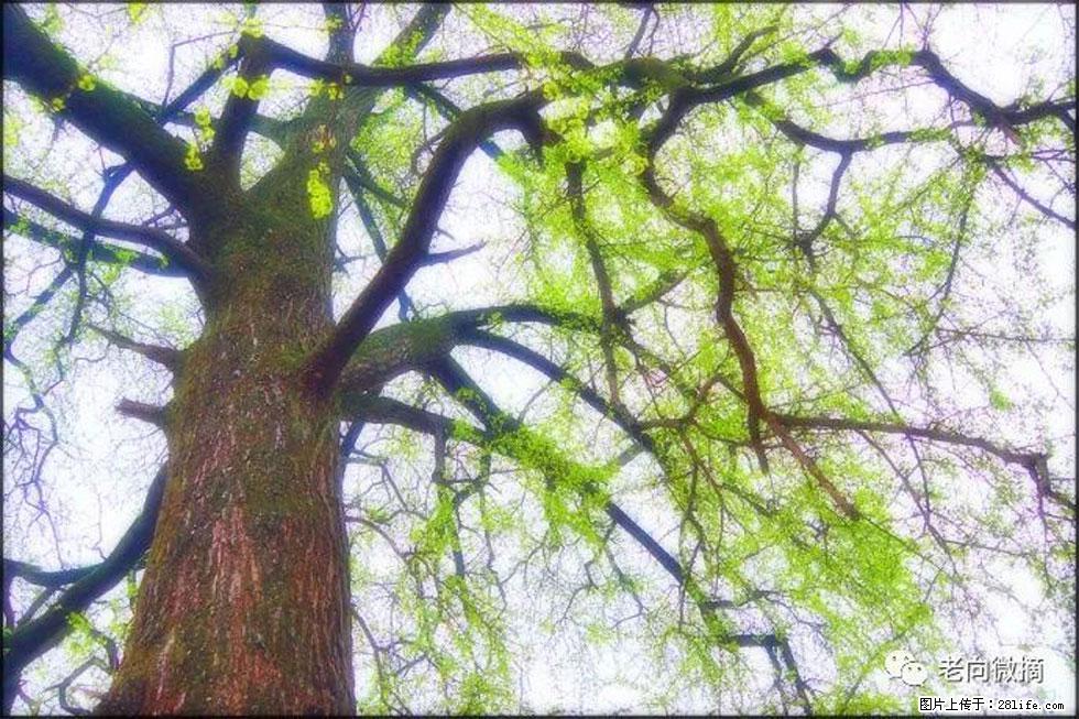 【春天，广西桂林灌阳县向您发出邀请！】在小龙村与春天约会 - 游山玩水 - 信阳生活社区 - 信阳28生活网 xy.28life.net