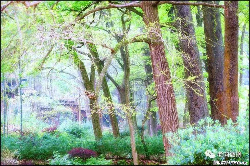 【春天，广西桂林灌阳县向您发出邀请！】在小龙村与春天约会 - 游山玩水 - 信阳生活社区 - 信阳28生活网 xy.28life.net