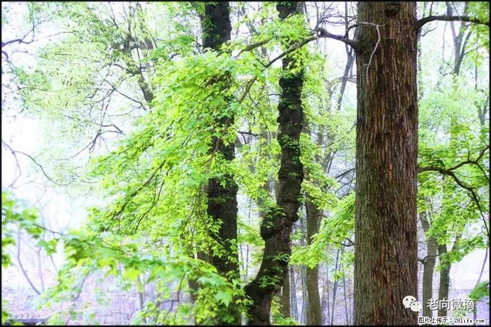 【春天，广西桂林灌阳县向您发出邀请！】在小龙村与春天约会 - 游山玩水 - 信阳生活社区 - 信阳28生活网 xy.28life.net