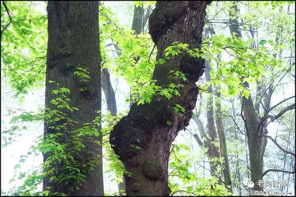 【春天，广西桂林灌阳县向您发出邀请！】在小龙村与春天约会 - 游山玩水 - 信阳生活社区 - 信阳28生活网 xy.28life.net