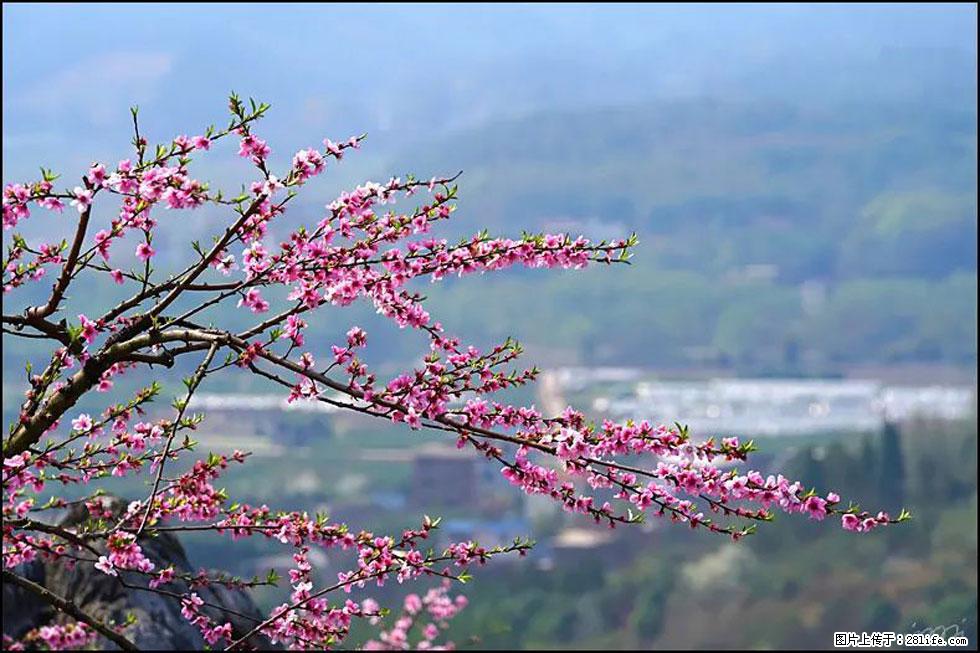 【春天，广西桂林灌阳县向您发出邀请！】望月岭上桃花开 - 游山玩水 - 信阳生活社区 - 信阳28生活网 xy.28life.net