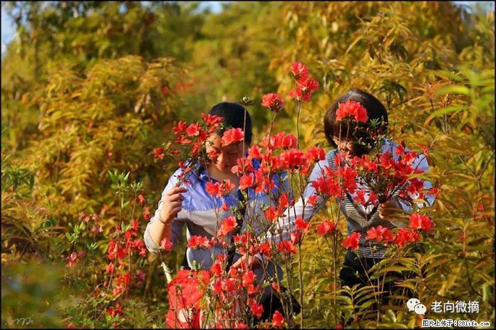 【春天，广西桂林灌阳县向您发出邀请！】登麒麟山，相约映山红 - 游山玩水 - 信阳生活社区 - 信阳28生活网 xy.28life.net