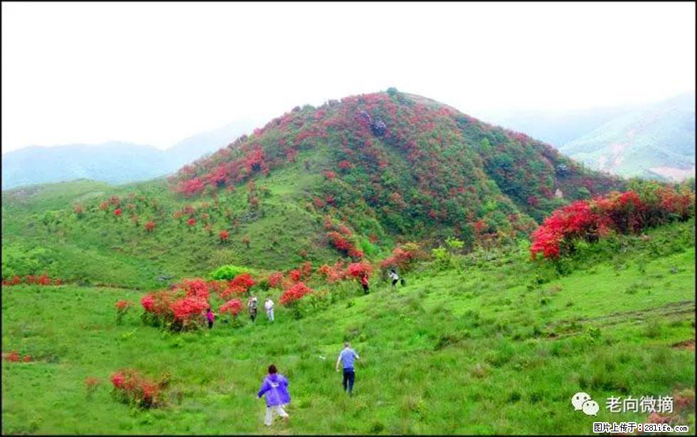 【春天，广西桂林灌阳县向您发出邀请！】宝盖山上映山红 - 游山玩水 - 信阳生活社区 - 信阳28生活网 xy.28life.net