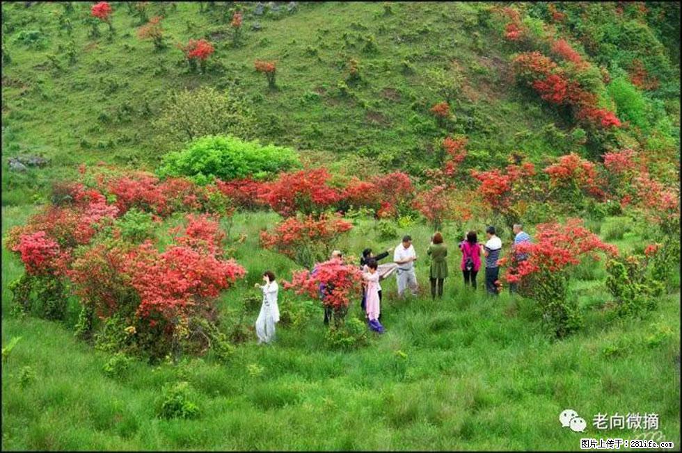 【春天，广西桂林灌阳县向您发出邀请！】宝盖山上映山红 - 游山玩水 - 信阳生活社区 - 信阳28生活网 xy.28life.net