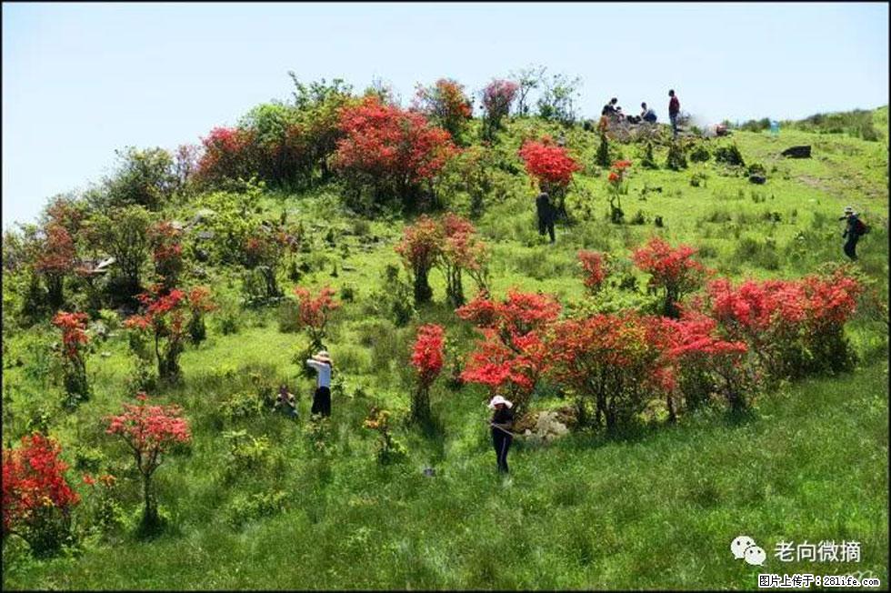【春天，广西桂林灌阳县向您发出邀请！】宝盖山上映山红 - 游山玩水 - 信阳生活社区 - 信阳28生活网 xy.28life.net