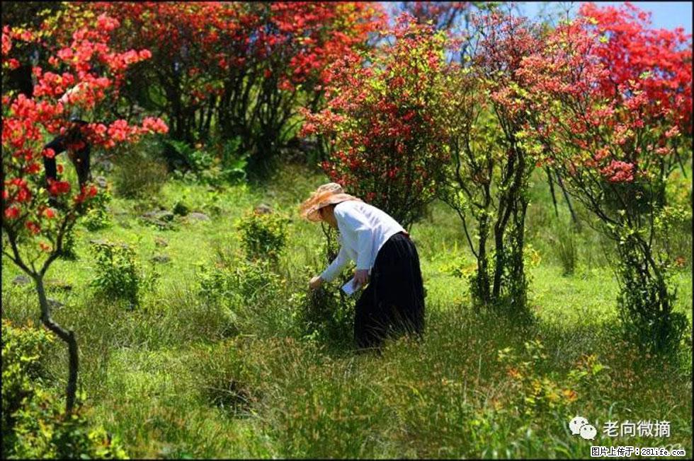 【春天，广西桂林灌阳县向您发出邀请！】宝盖山上映山红 - 游山玩水 - 信阳生活社区 - 信阳28生活网 xy.28life.net