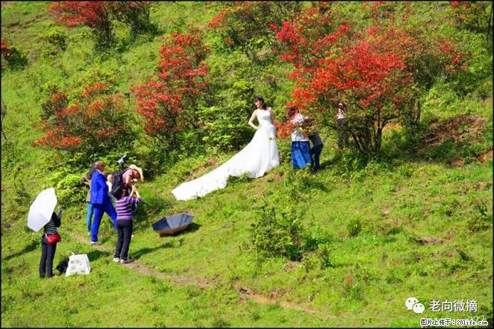 【春天，广西桂林灌阳县向您发出邀请！】宝盖山上映山红 - 游山玩水 - 信阳生活社区 - 信阳28生活网 xy.28life.net