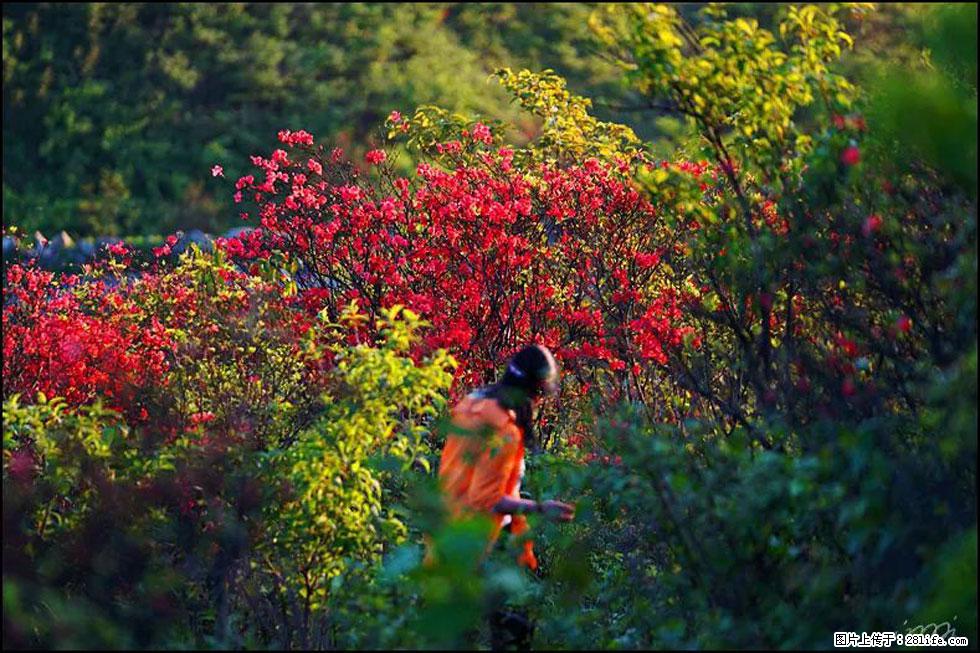 【春天，广西桂林灌阳县向您发出邀请！】春木界上映山红 - 游山玩水 - 信阳生活社区 - 信阳28生活网 xy.28life.net