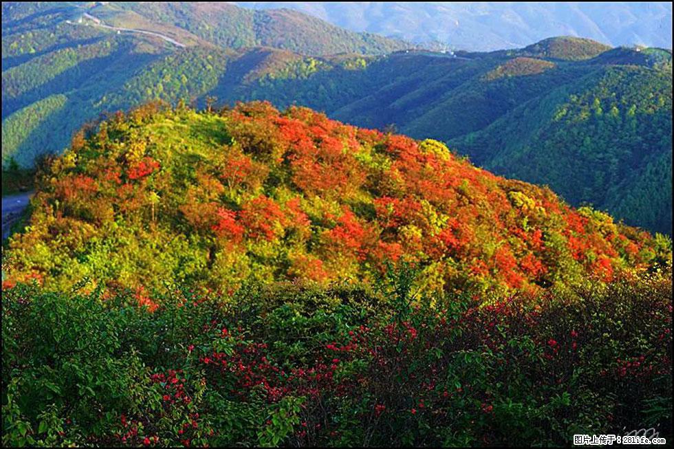 【春天，广西桂林灌阳县向您发出邀请！】春木界上映山红 - 游山玩水 - 信阳生活社区 - 信阳28生活网 xy.28life.net