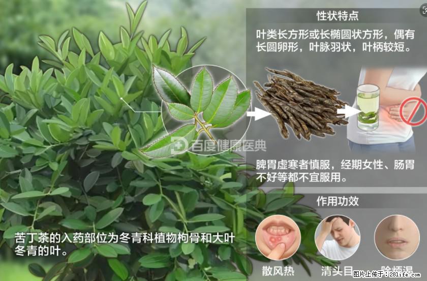 苦丁茶有哪些功效和作用 - 生活百科 - 信阳生活社区 - 信阳28生活网 xy.28life.net