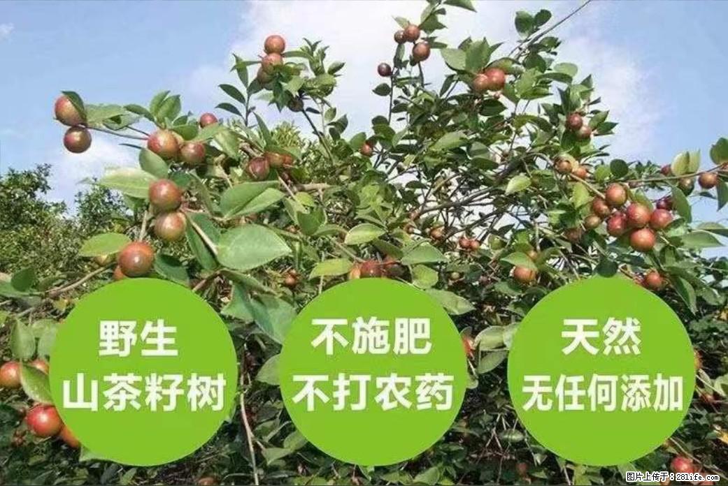 【灌阳县油茶产业示范区】一个有着充实的精神生活的人，对待身外之物自会有一种淡泊的态度 - 土特产 - 饮食特产 - 信阳分类信息 - 信阳28生活网 xy.28life.net