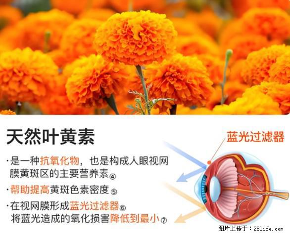 叶黄素有什么功效和作用 - 生活百科 - 信阳生活社区 - 信阳28生活网 xy.28life.net