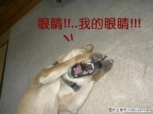 笑癫了！一女的怀孕三年未生，他终于忍不住了... - 娱乐八卦 - 信阳生活社区 - 信阳28生活网 xy.28life.net