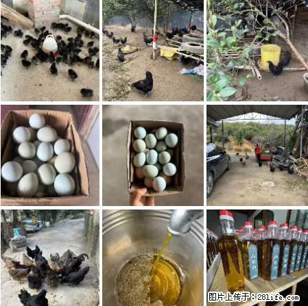 油茶园从小鸡仔开始养起的纯土鸡、土鸡蛋可以预定啦！还有前几天刚榨的纯山茶油哦 - 土特产 - 饮食特产 - 信阳分类信息 - 信阳28生活网 xy.28life.net