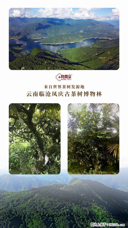 时间果百年古树2025年春红茶 - 购物交流 - 信阳生活社区 - 信阳28生活网 xy.28life.net