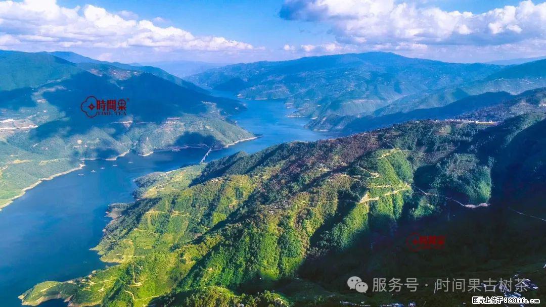 时间果百年古树龙珠普洱生茶 - 购物交流 - 信阳生活社区 - 信阳28生活网 xy.28life.net