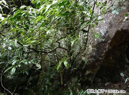 平乐石崖茶,珍贵仅次于金花茶 - 信阳生活资讯 - 信阳28生活网 xy.28life.net