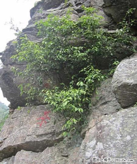 平乐石崖茶,珍贵仅次于金花茶 - 信阳生活资讯 - 信阳28生活网 xy.28life.net