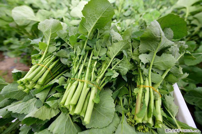 这些蔬菜是“天然钙片”，这6种被医生重点推荐 - 信阳生活资讯 - 信阳28生活网 xy.28life.net